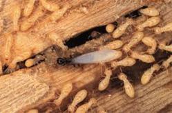 picture of termites